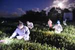 名月に照らされながら、茶摘みをする参加者＝１７日、南大隅町根占