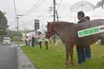 交通安全運動で街頭に立つ馬＝２０日、曽於市財部
