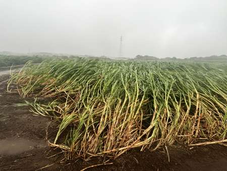 強風で横倒しになったサトウキビ＝８月２８日午後３時すぎ、中種子町野間
