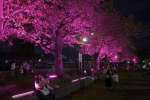 ＬＥＤライトに照らされて“満開”となった桜並木＝２１日、鹿児島市西千石町