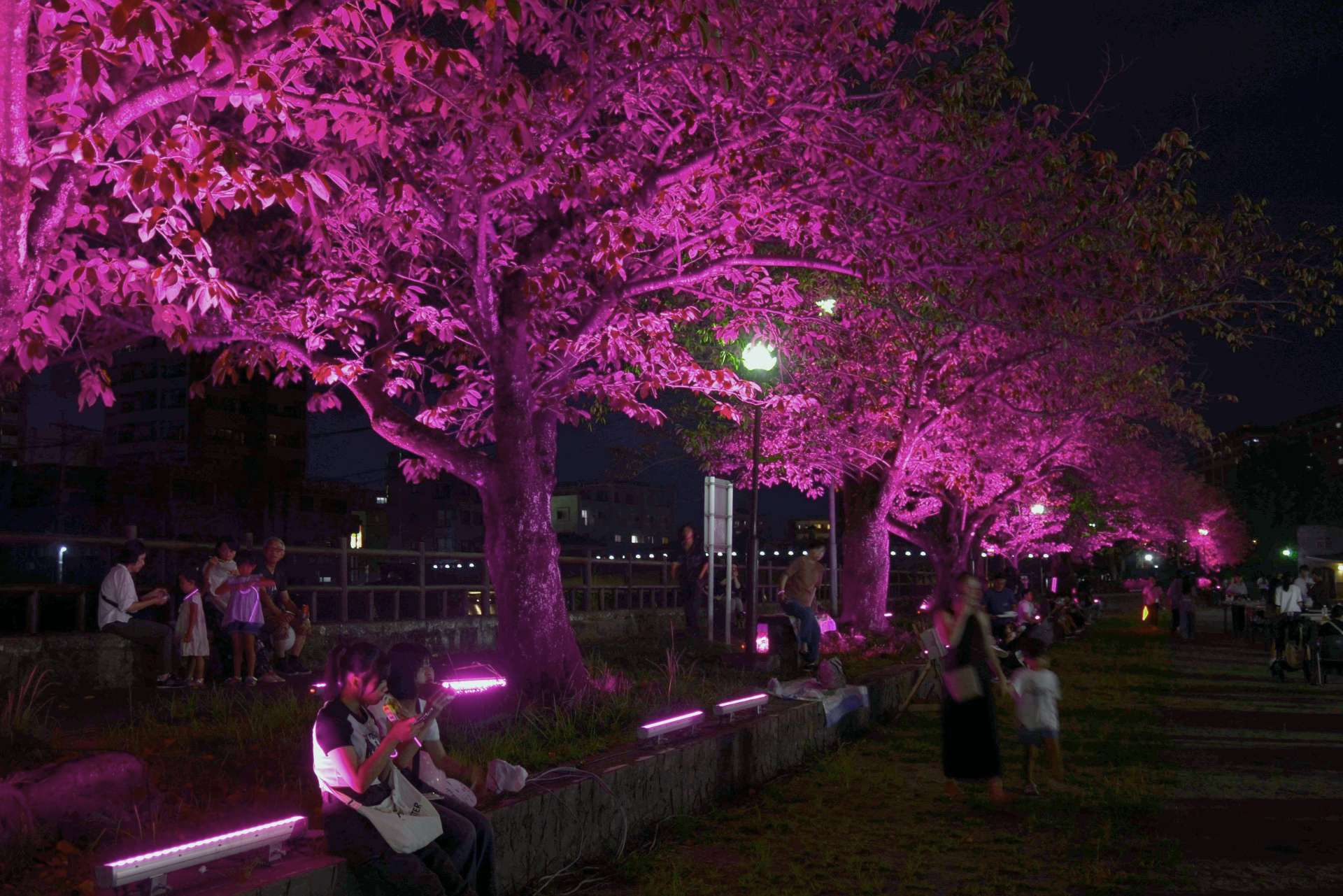 ＬＥＤライトに照らされて“満開”となった桜並木＝２１日、鹿児島市西千石町
