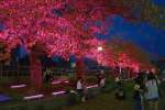 ＬＥＤライトに照らされて“満開”となった桜並木＝２１日、鹿児島市西千石町