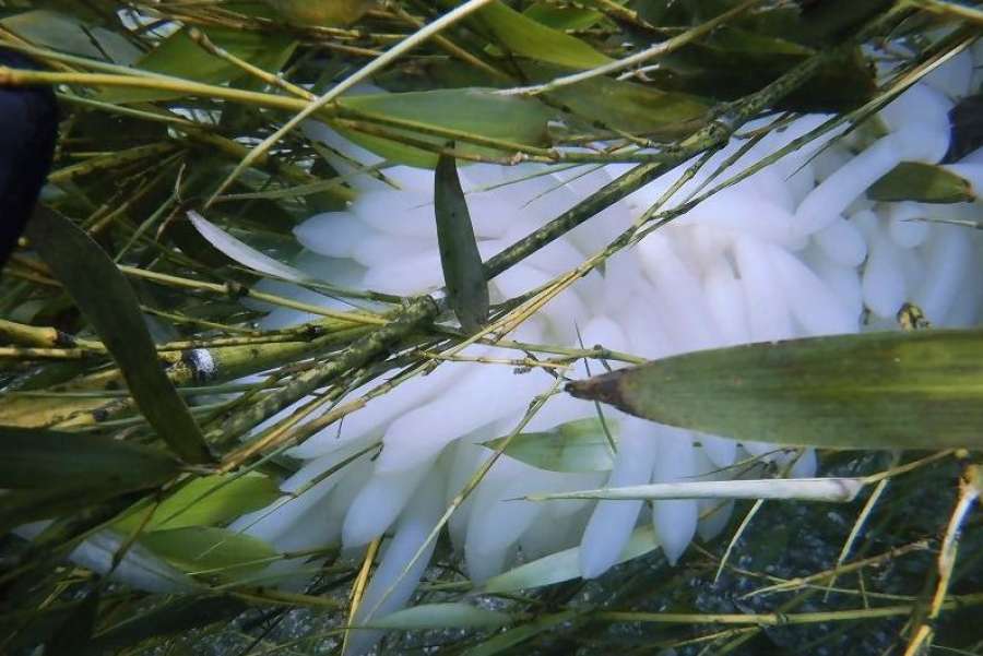 竹の枝に産み付けられたイカの卵（阿久根市環境水産課提供）