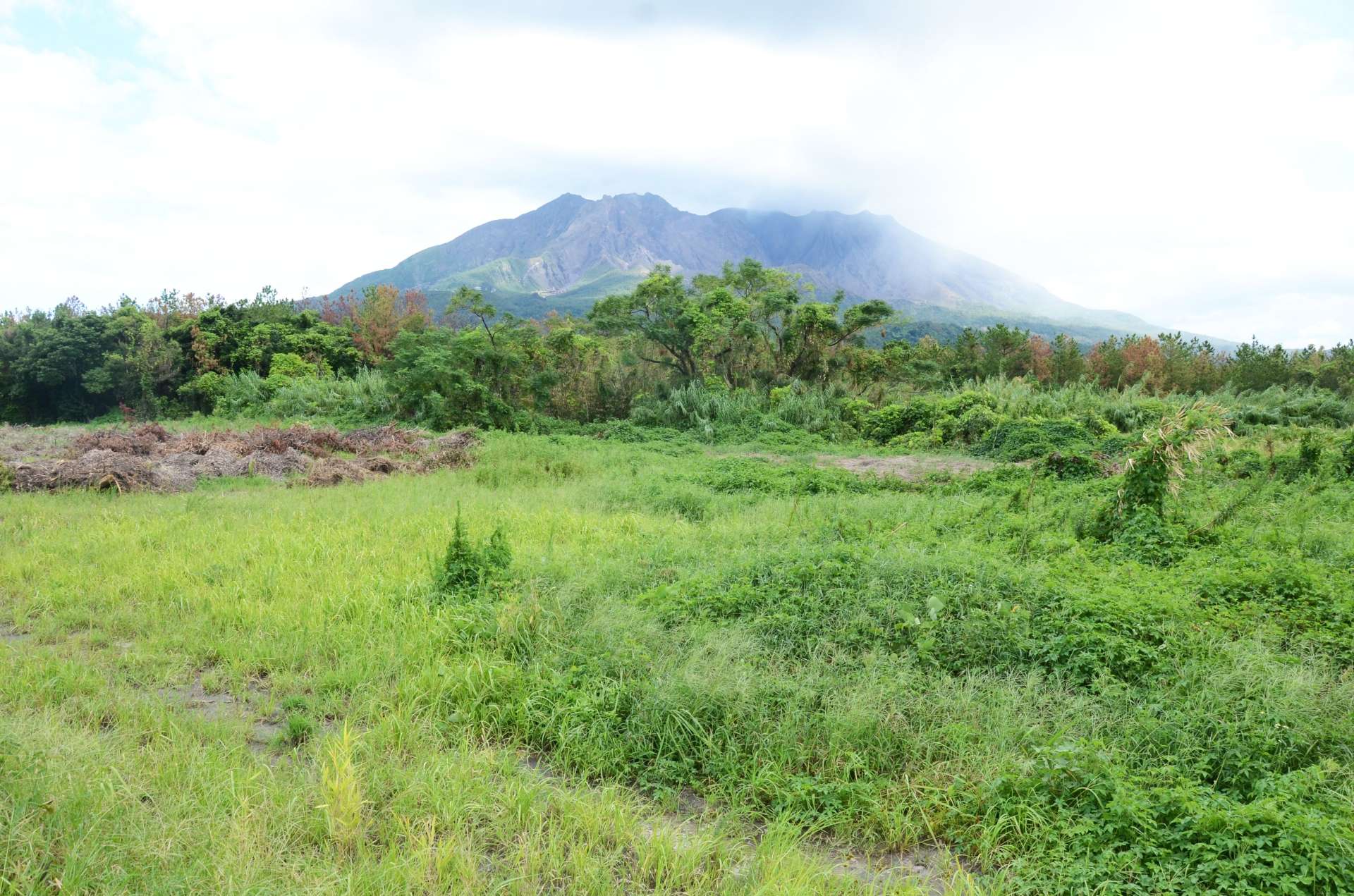 正面に桜島を望む「鶴崎灰捨場跡地」＝鹿児島市桜島横山町