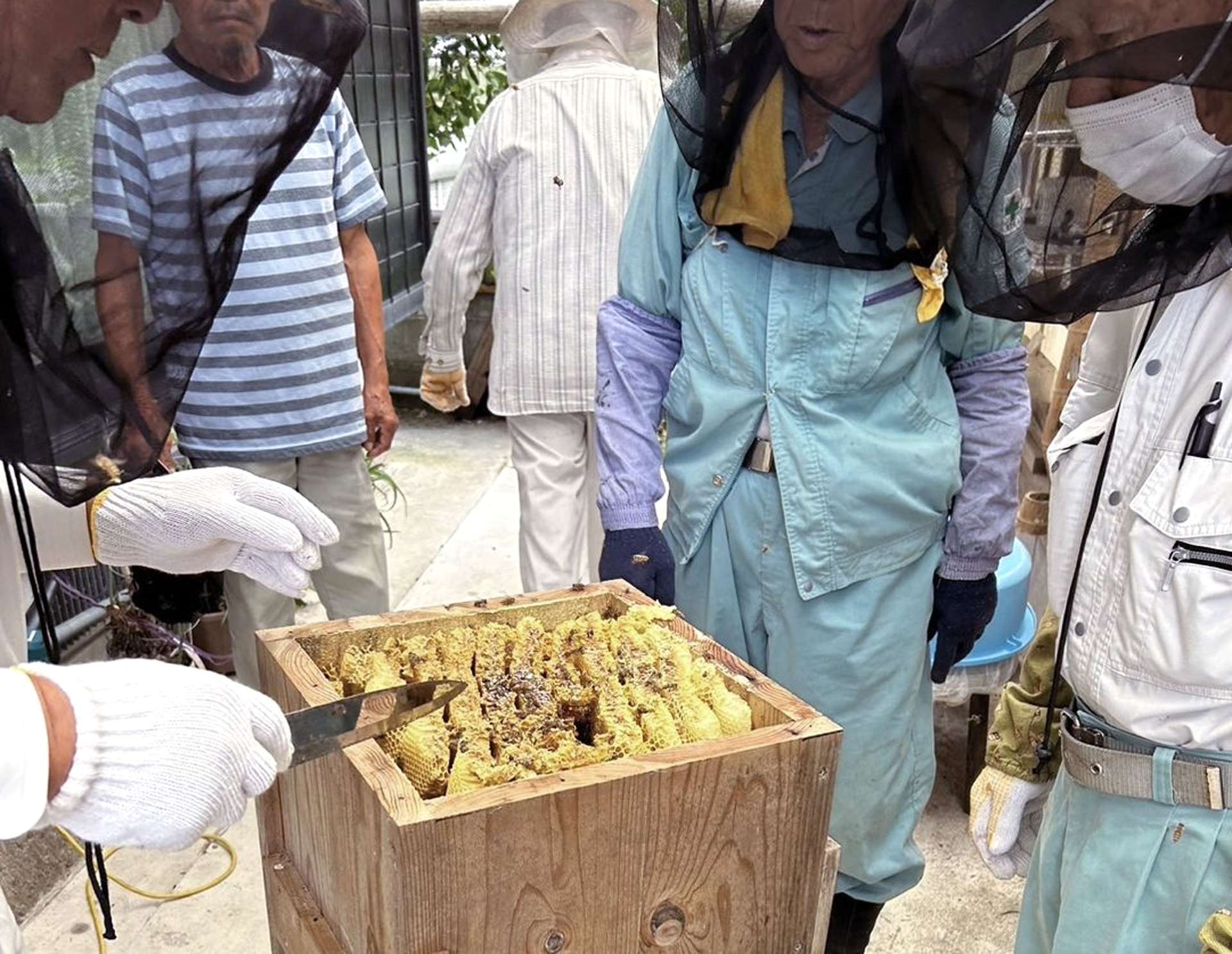 養蜂箱の中を確認する梅農家ら（薩摩西郷梅・日本ミツバチ研究会提供）