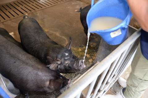 学校給食などの残渣で作られた液状飼料を飲む黒豚＝鹿児島市喜入一倉町のグリーンファーム