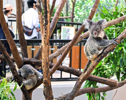 ウオークスルー方式の新館で愛らしい姿を見せるコアラ＝９月２９日、鹿児島市の平川動物公園