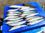 ５時間の釣果は１０〜２０センチが２０匹だった