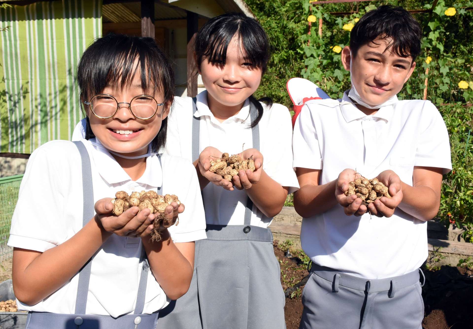 出水在来落花生の収穫を喜ぶ児童＝１日、出水市の大川内小学校