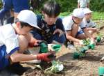 高校生に見守られながら野菜植えを楽しむ児童ら＝さつま町虎居