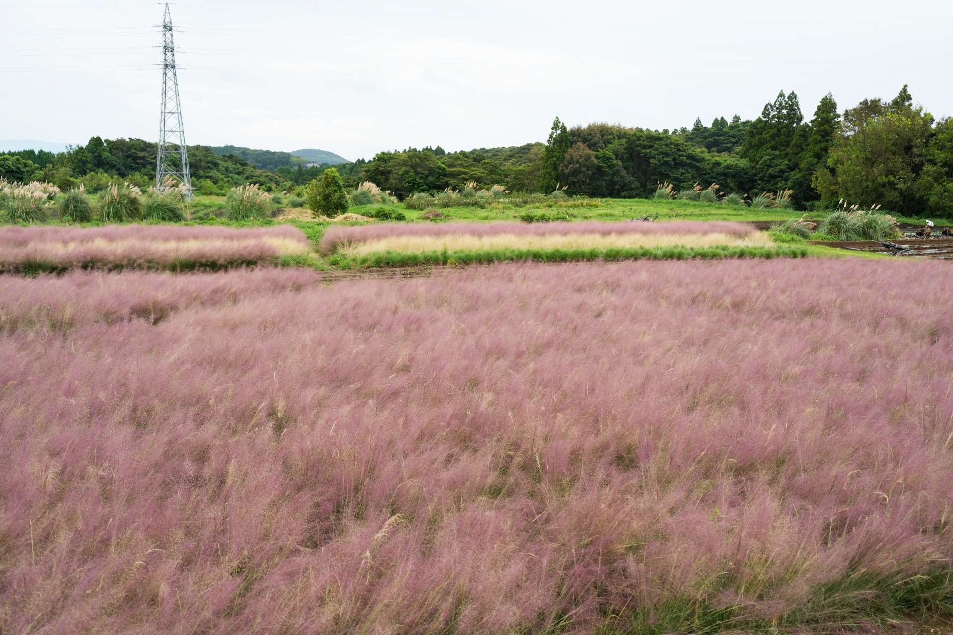 花畑一面を埋め尽くすミューレンベルギア＝３日、鹿屋市小薄町のダマスクの風