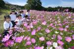 秋風に揺れる色とりどりのコスモス＝１０日、出水市の上場高原