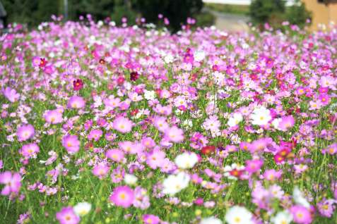 【全景を見る】見頃を迎え、鮮やかに咲き誇る上場高原のコスモス＝１０日、出水市上大川内