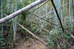 〈関連〉放置され荒廃している竹林＝１０日、さつま町求名