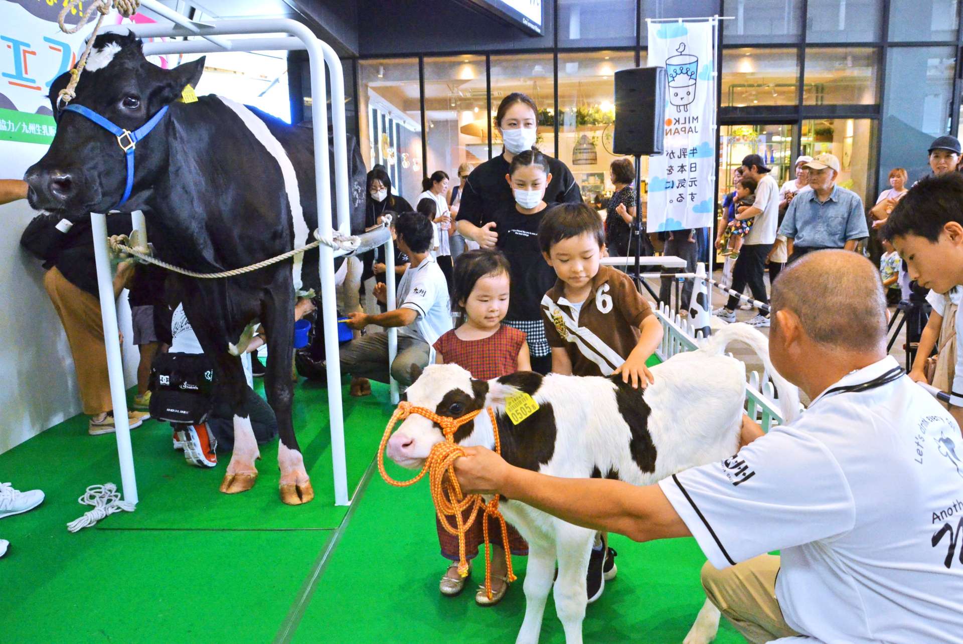 乳搾りコーナーで子牛に興味津々の子どもたち＝５日、鹿児島市のセンテラススクエア