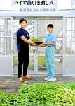 サツマイモのバイオ苗を手渡す生徒（右）＝指宿市の山川高校