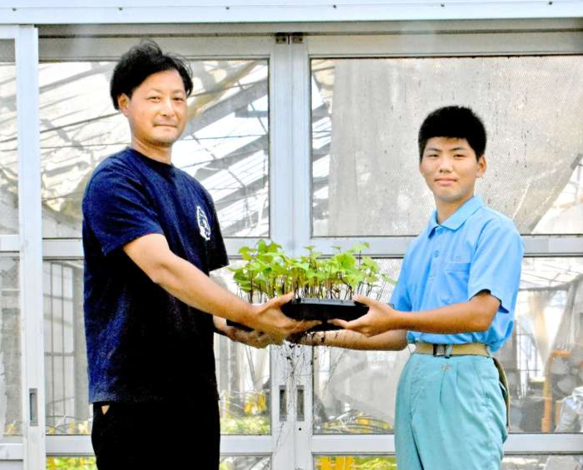 サツマイモのバイオ苗を手渡す生徒（右）＝指宿市の山川高校