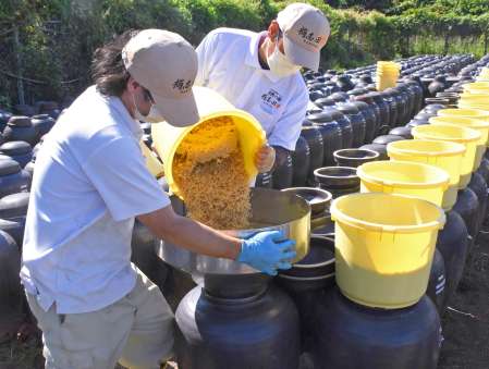 〈別カット〉蒸し玄米をかめつぼに入れる職人＝霧島市福山町福山の福山黒酢