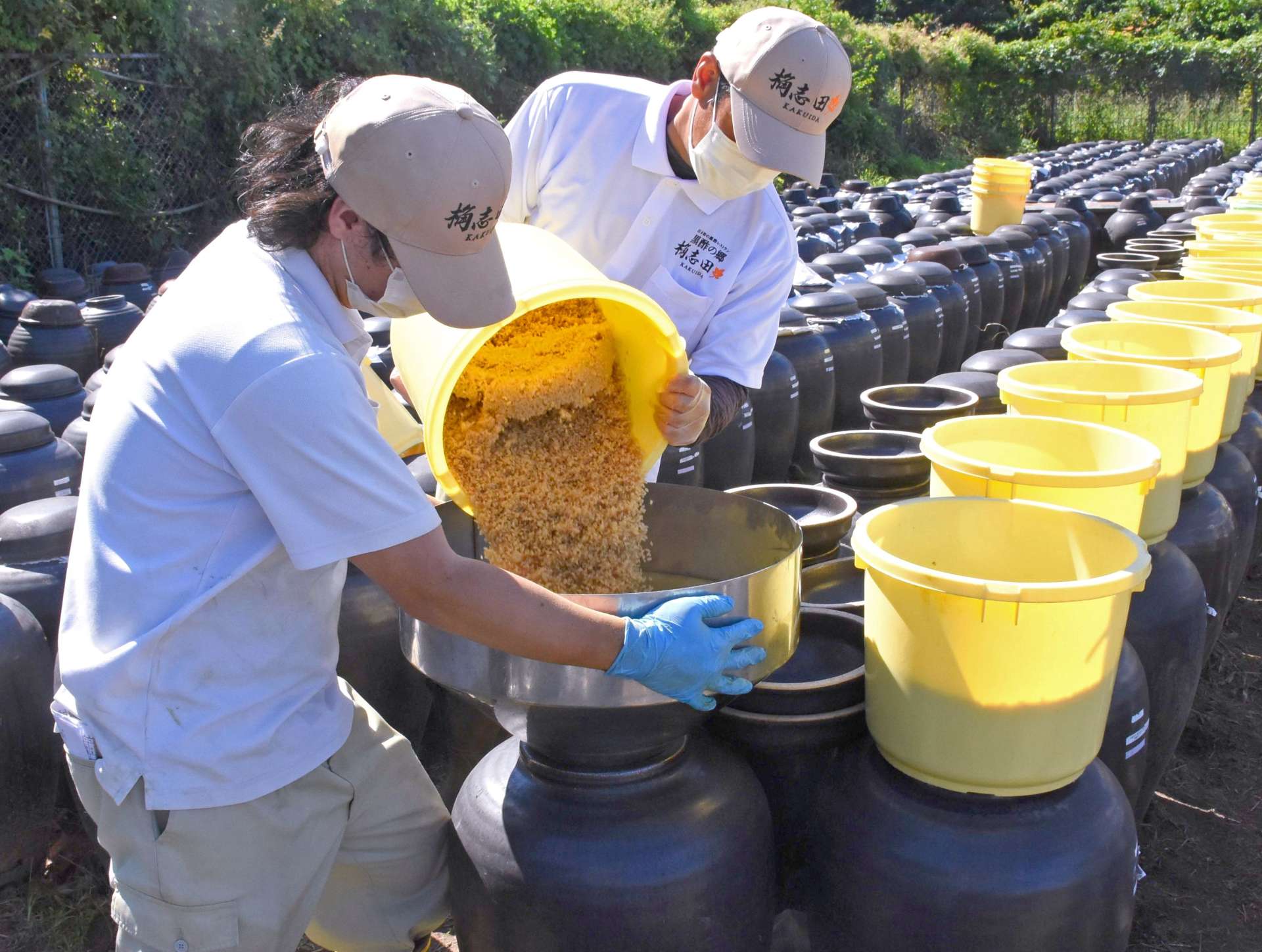 〈別カット〉蒸し玄米をかめつぼに入れる職人＝霧島市福山町福山の福山黒酢