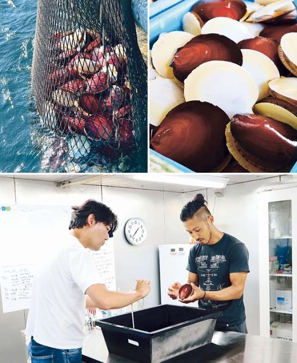 左上：吹上浜で水揚げされた月日貝<br />
右上：太陽のような緋色、月のようなクリーム色の殻の色合いから月日貝と名付けられた<br />
下：養殖を実現しようと、日々研究を重ねている
