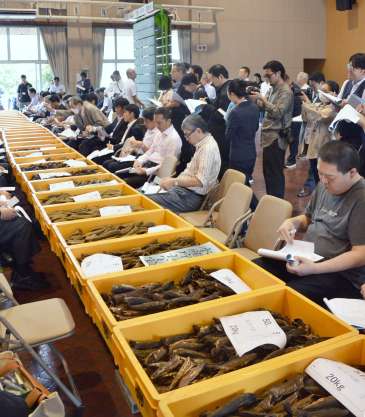 〈別カット〉かつお節を入札する業者＝１７日、指宿市役所山川庁舎