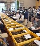 〈別カット〉かつお節を入札する業者＝１７日、指宿市役所山川庁舎
