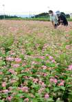 畑一面に咲き誇る赤ソバの花＝１７日、霧島市溝辺