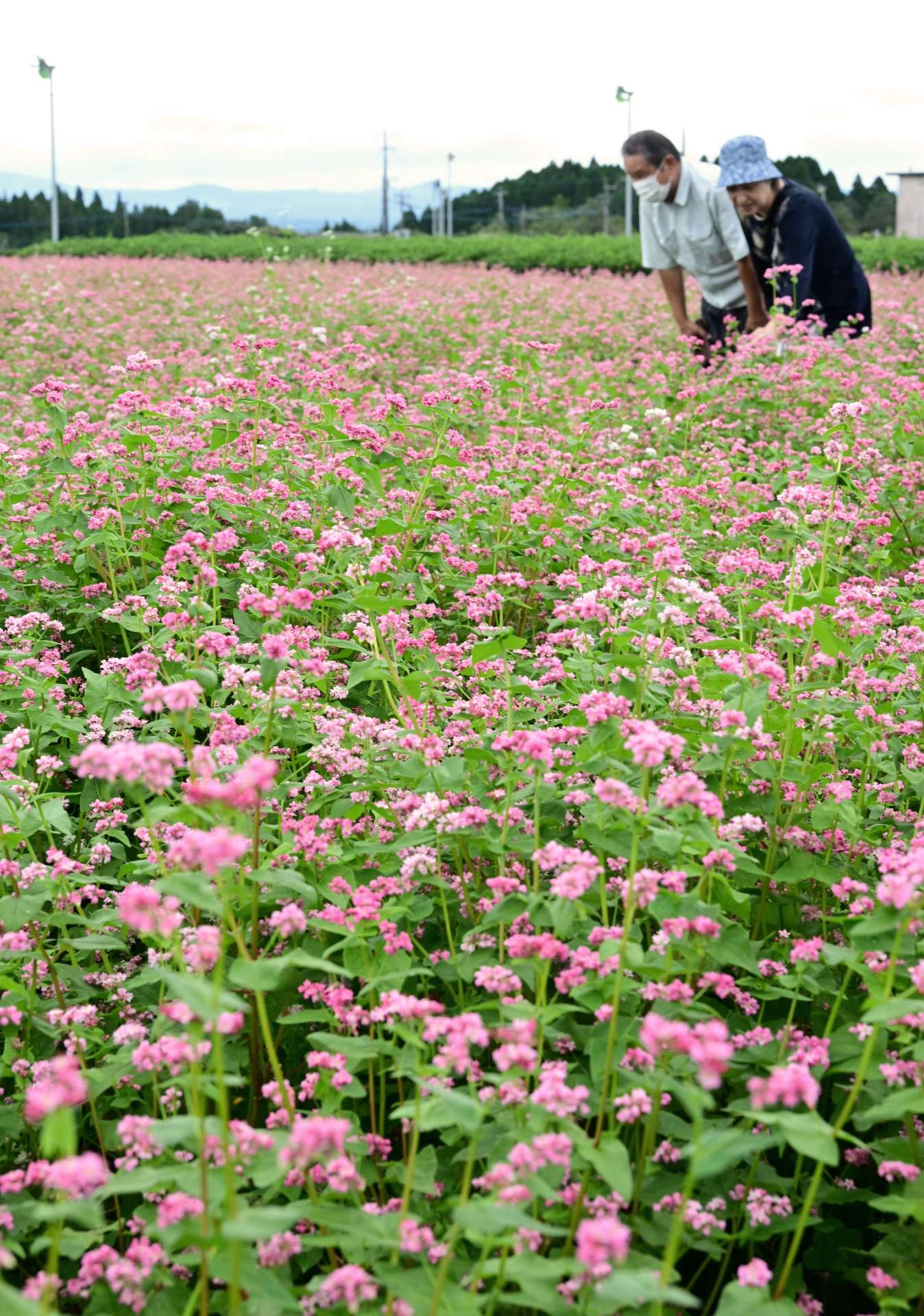 畑一面に咲き誇る赤ソバの花＝１７日、霧島市溝辺