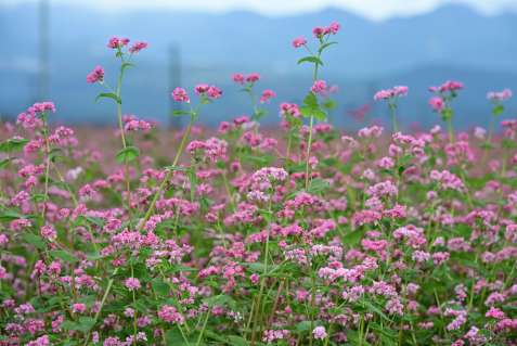 〈別カット〉鮮やかに咲く赤ソバの花＝１７日、霧島市溝辺