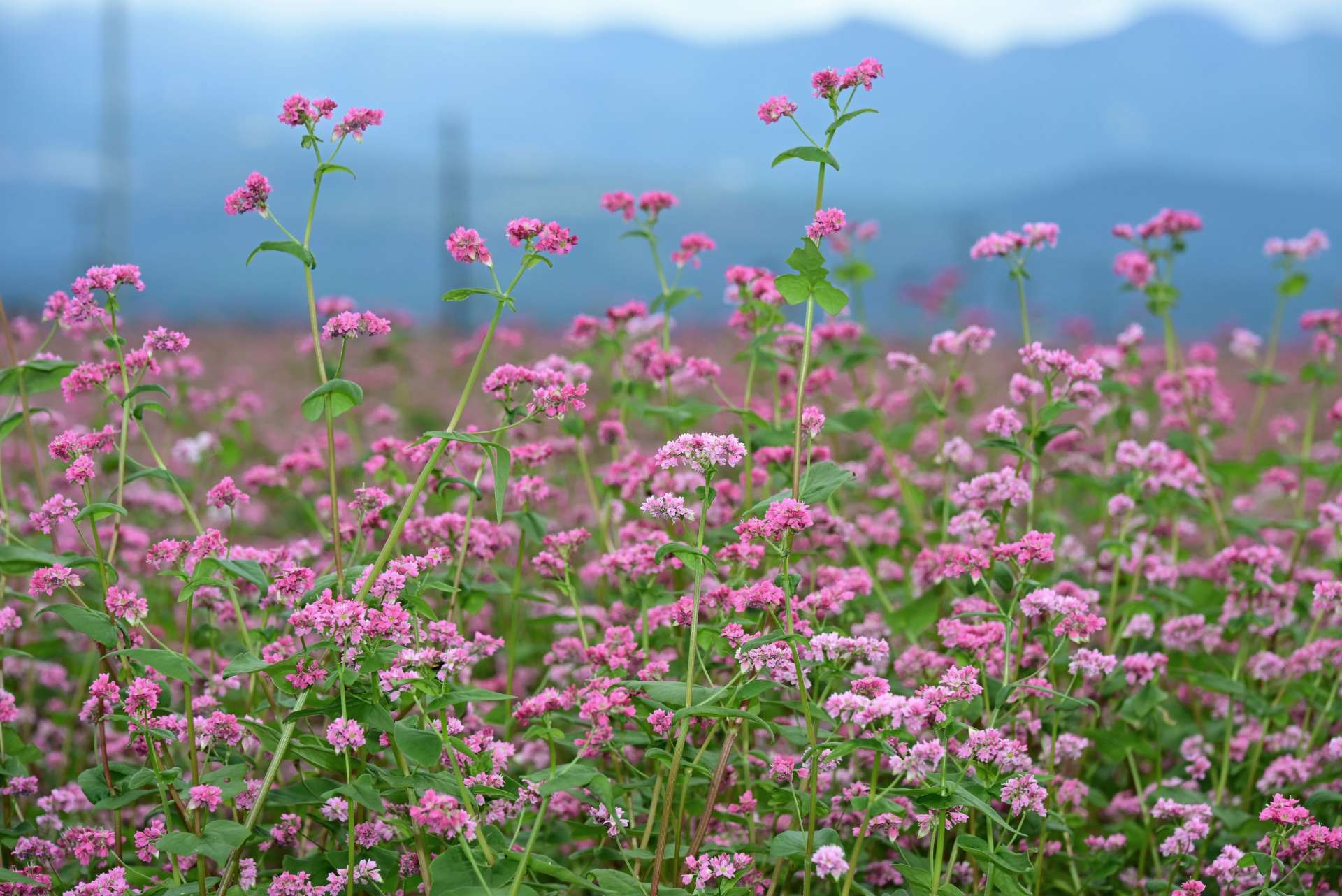 〈別カット〉鮮やかに咲く赤ソバの花＝１７日、霧島市溝辺
