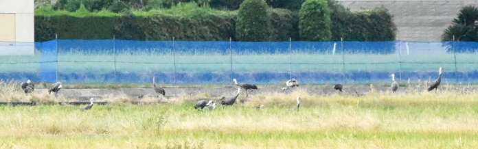 羽を休めたり餌をついばんだりするツル＝１８日午後３時２０分、出水市高尾野町下水流