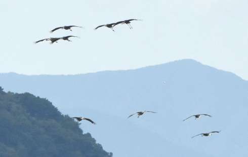 出水平野に飛来したツル＝１８日午後３時１７分、出水市高尾野町下水流