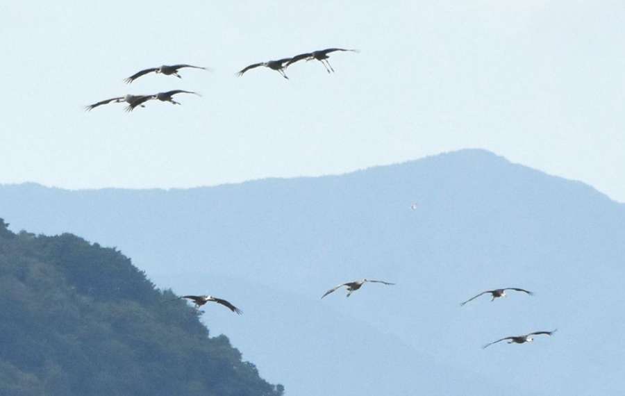 出水平野に飛来したツル＝１８日午後３時１７分、出水市高尾野町下水流