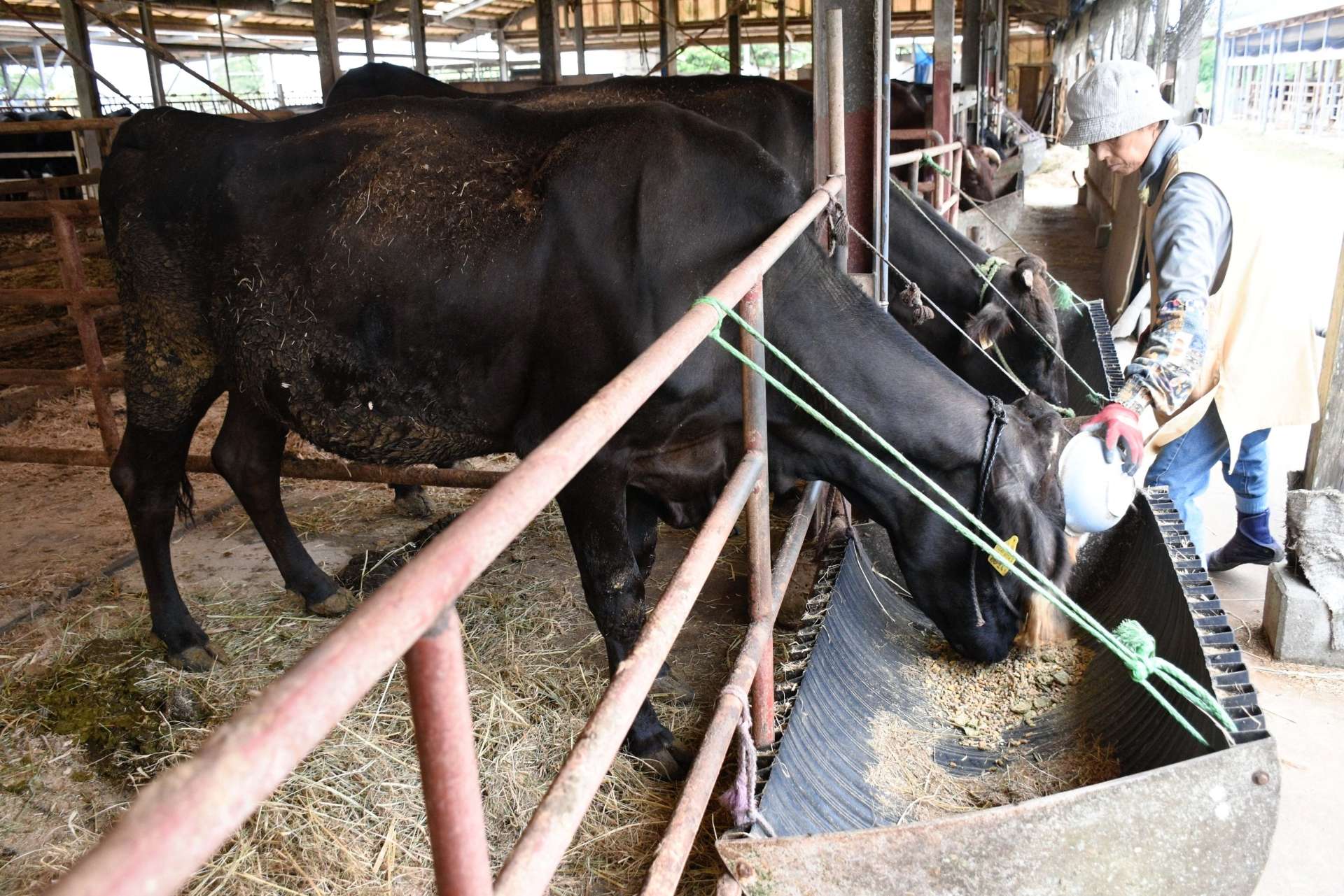 母牛に餌やりする農家。飼料価格は高止まりし、経営を圧迫する＝１５日、中種子町油久