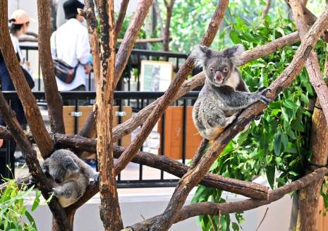 ウオークスルー方式の新館で愛らしい姿を見せるコアラ＝９月２９日、鹿児島市の平川動物公園