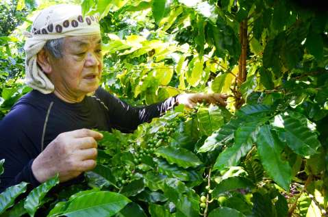 泉延吉さんの農園で緑色の実を付けるコーヒーノキ＝９月、伊仙町面縄