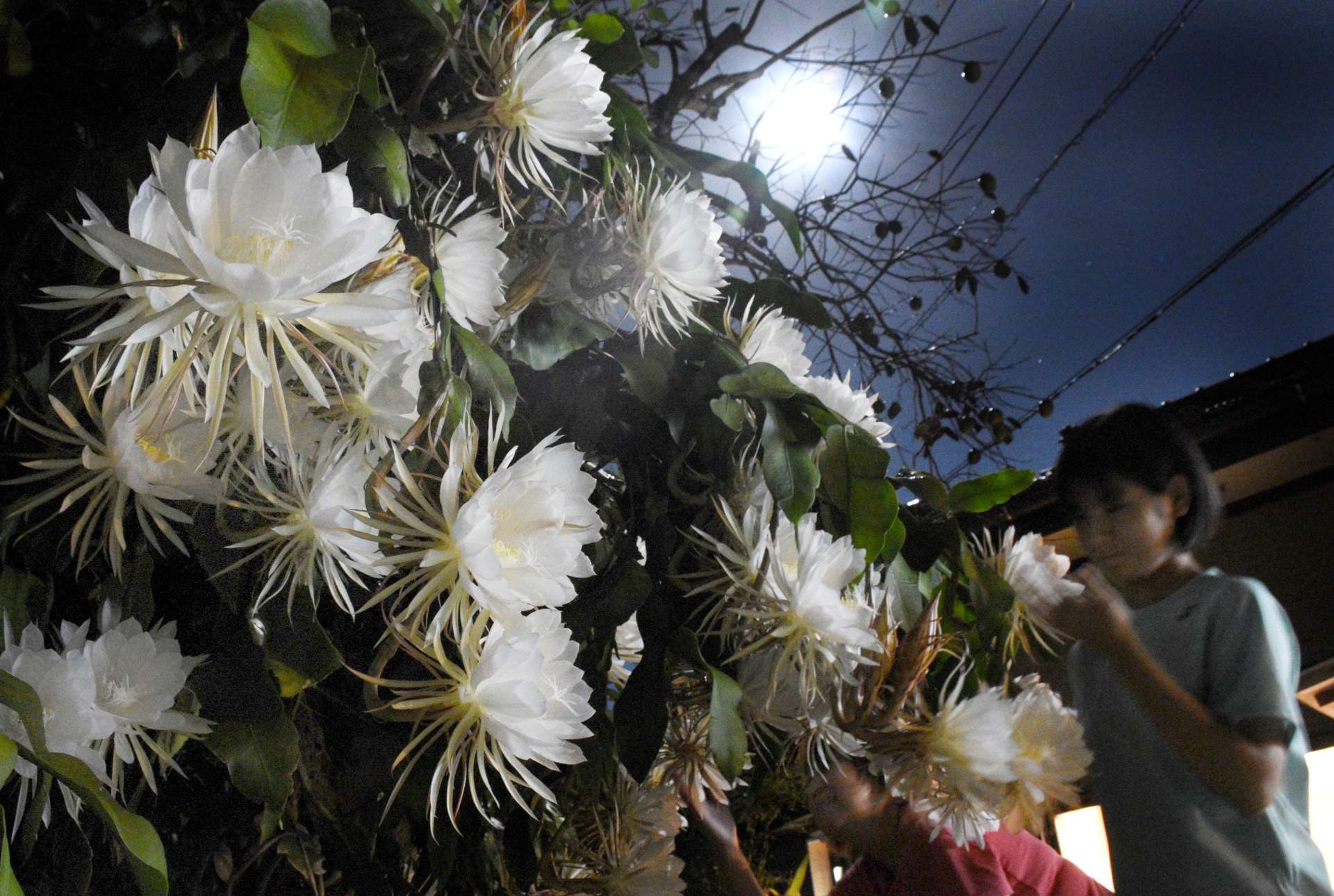 満開を迎え、月明かりに映える月下美人の花＝１８日午後９時半、西之表市国上