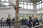 飼育員からコアラについて説明を受ける参加者＝鹿児島市の平川動物公園