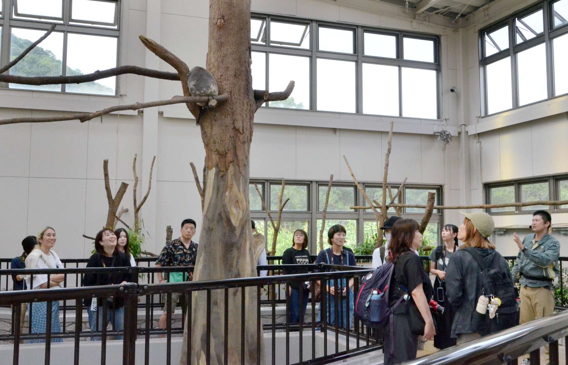 飼育員からコアラについて説明を受ける参加者＝鹿児島市の平川動物公園