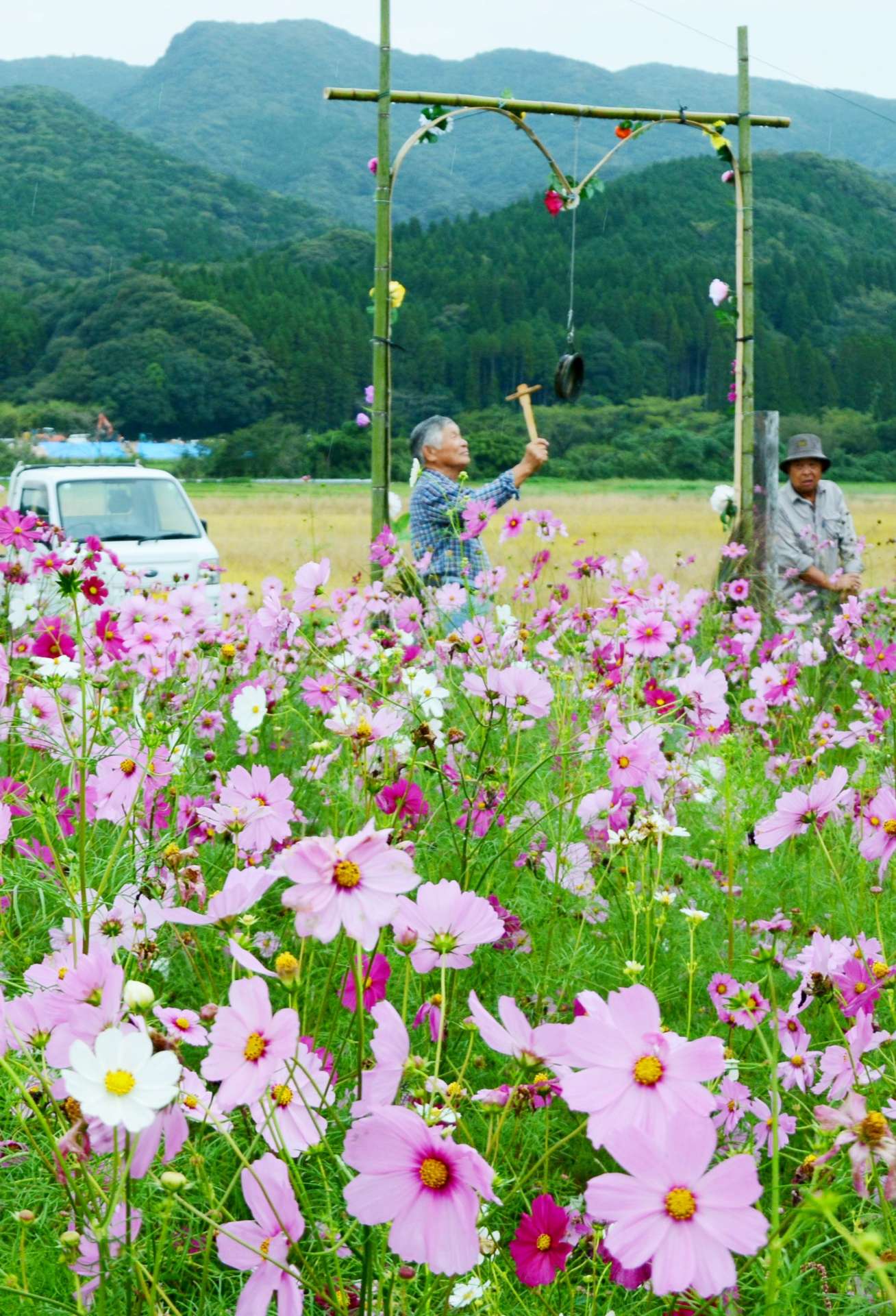 「幸せの鐘」が設置され、見頃を迎えたコスモス畑＝１０月３１日、さつま町久富木