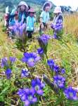〈別カット〉かれんな花を咲かせるリンドウ＝３日、南さつま市大浦町の高ボ子山