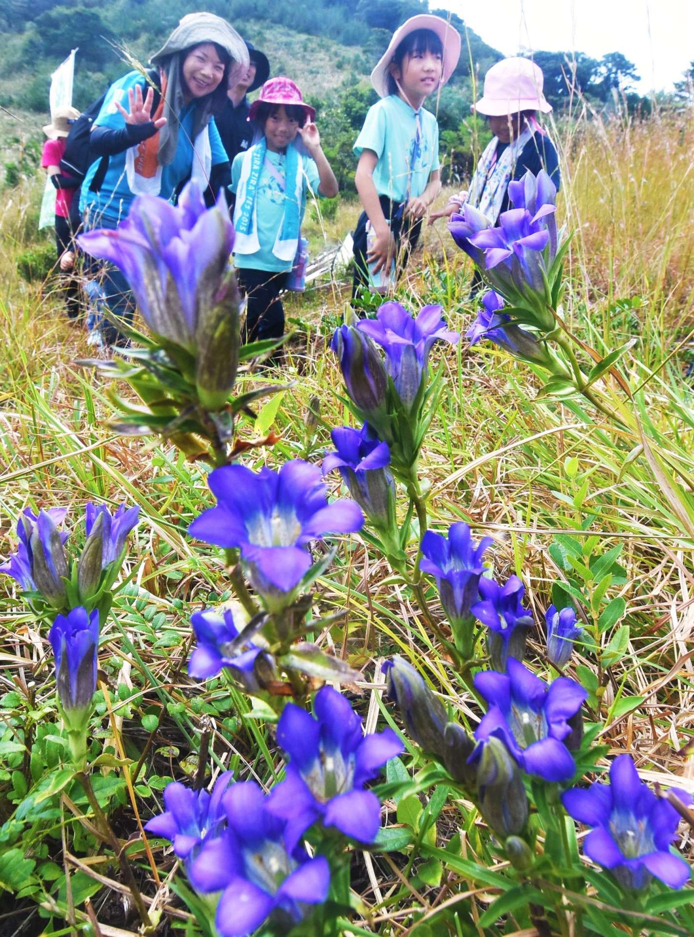 〈別カット〉かれんな花を咲かせるリンドウ＝３日、南さつま市大浦町の高ボ子山