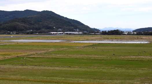 〈関連〉出水市荒崎地区の野鳥のねぐら＝８日午後、出水市荘