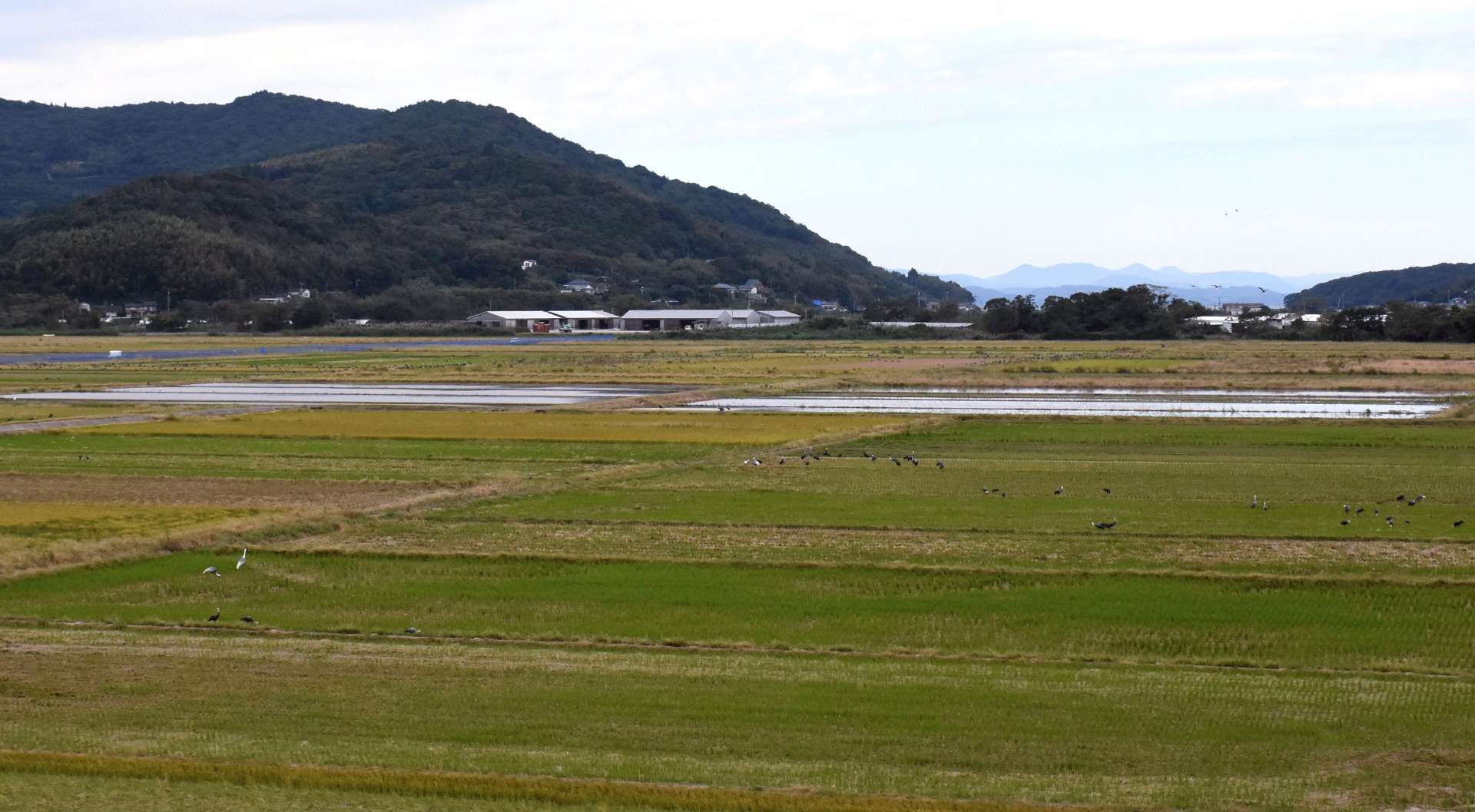 〈関連〉出水市荒崎地区の野鳥のねぐら＝８日午後、出水市荘