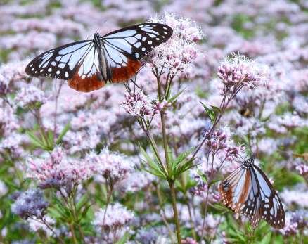 フジバカマの蜜を吸うアサギマダラ＝６日、鹿児島県さつま町田原