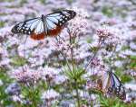 フジバカマの蜜を吸うアサギマダラ＝６日、鹿児島県さつま町田原