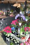 色鮮やかな切り花や鉢植えが並ぶ生花店「花源」＝指宿市十町
