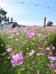 秋風に揺れるコスモス＝１１日、鹿屋市の霧島ケ丘公園