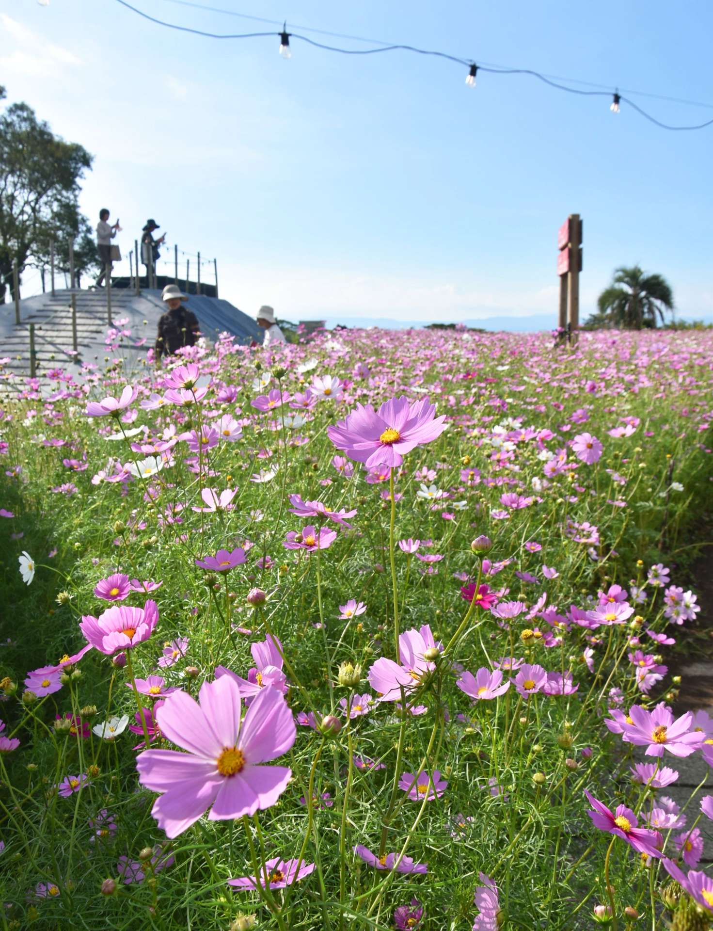 秋風に揺れるコスモス＝１１日、鹿屋市の霧島ケ丘公園