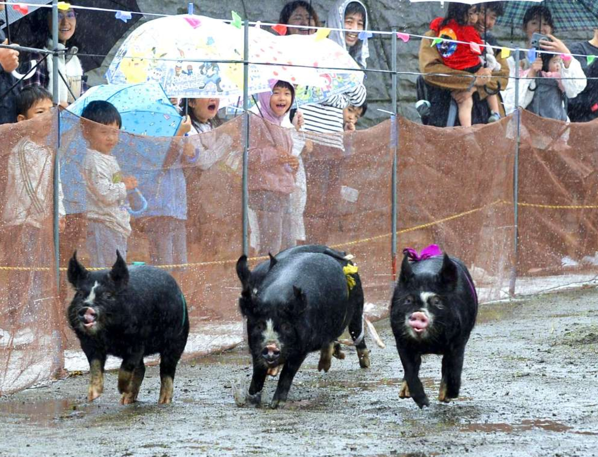 黒豚レースに歓声を上げる来場者ら＝鹿児島市喜入一倉町のグリーンファーム